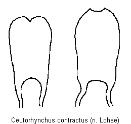 ceutorhynchus_contractus.gif
