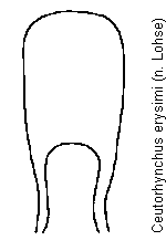 ceutorhynchus_erysimi.gif