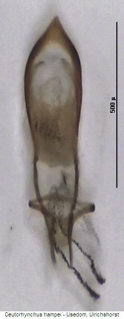 ceutorhynchus_hampei.jpg