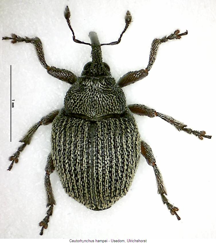 ceutorhynchus_hampei_hab.jpg
