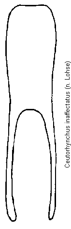 ceutorhynchus_inaffectatus.gif