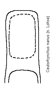 ceutorhynchus_nanus.gif