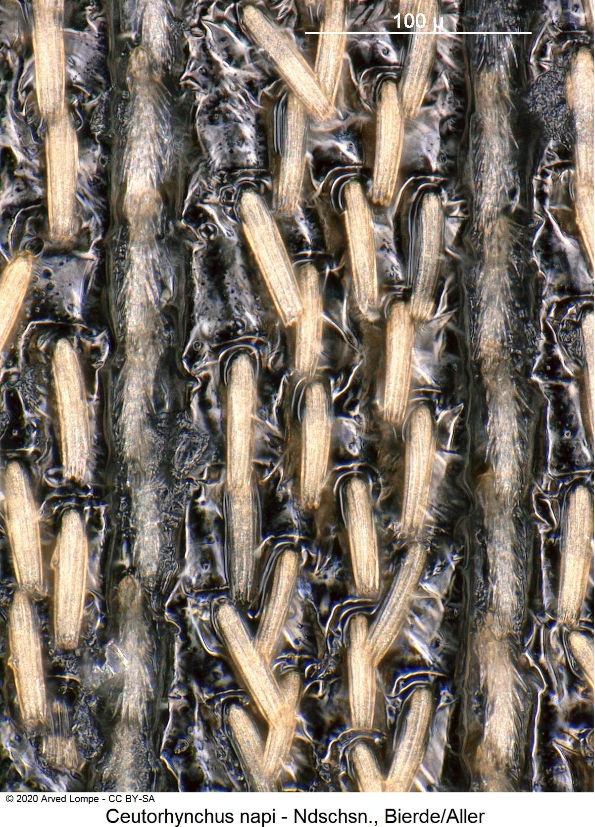 ceutorhynchus_napi_int.jpg