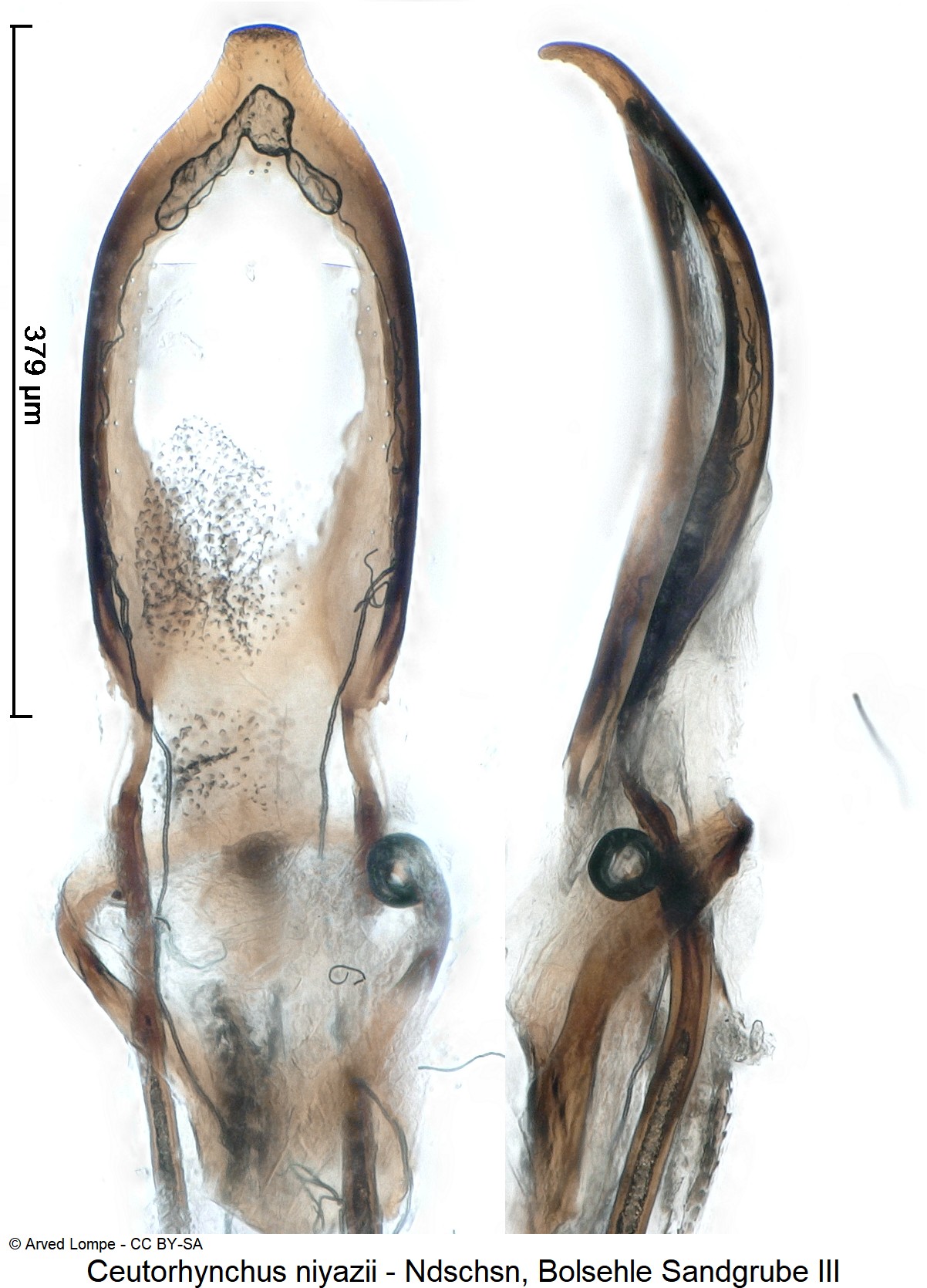 ceutorhynchus_niyazii_ck31991295.jpg