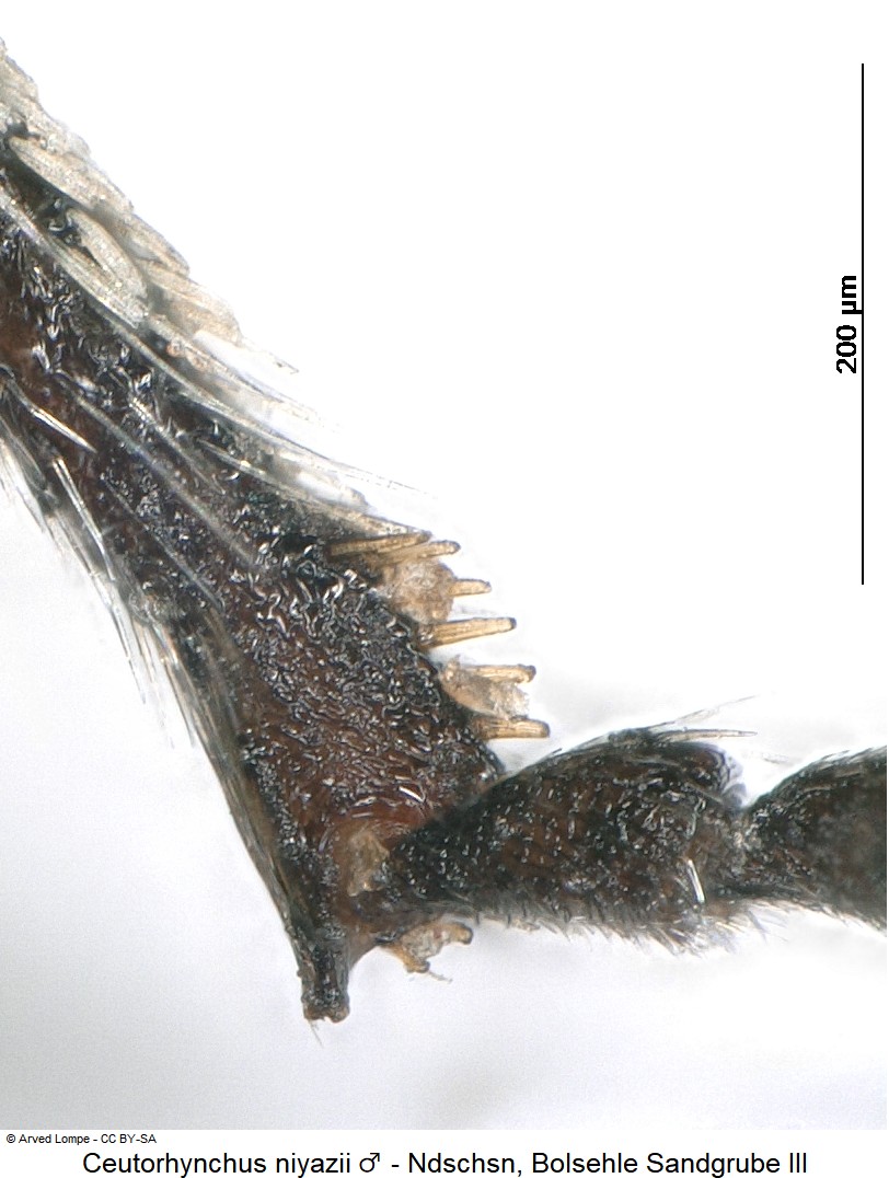 ceutorhynchus_niyazii_m_ck31991295_hschn.jpg