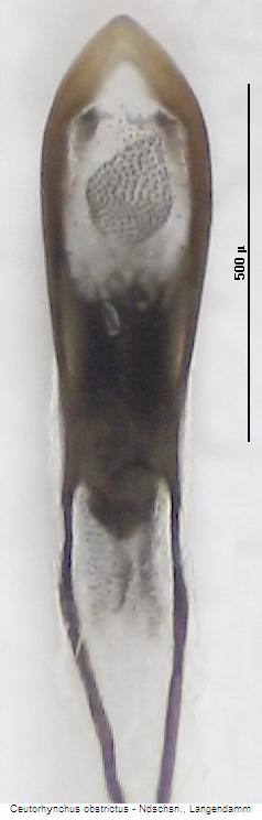 ceutorhynchus_obstrictus.jpg