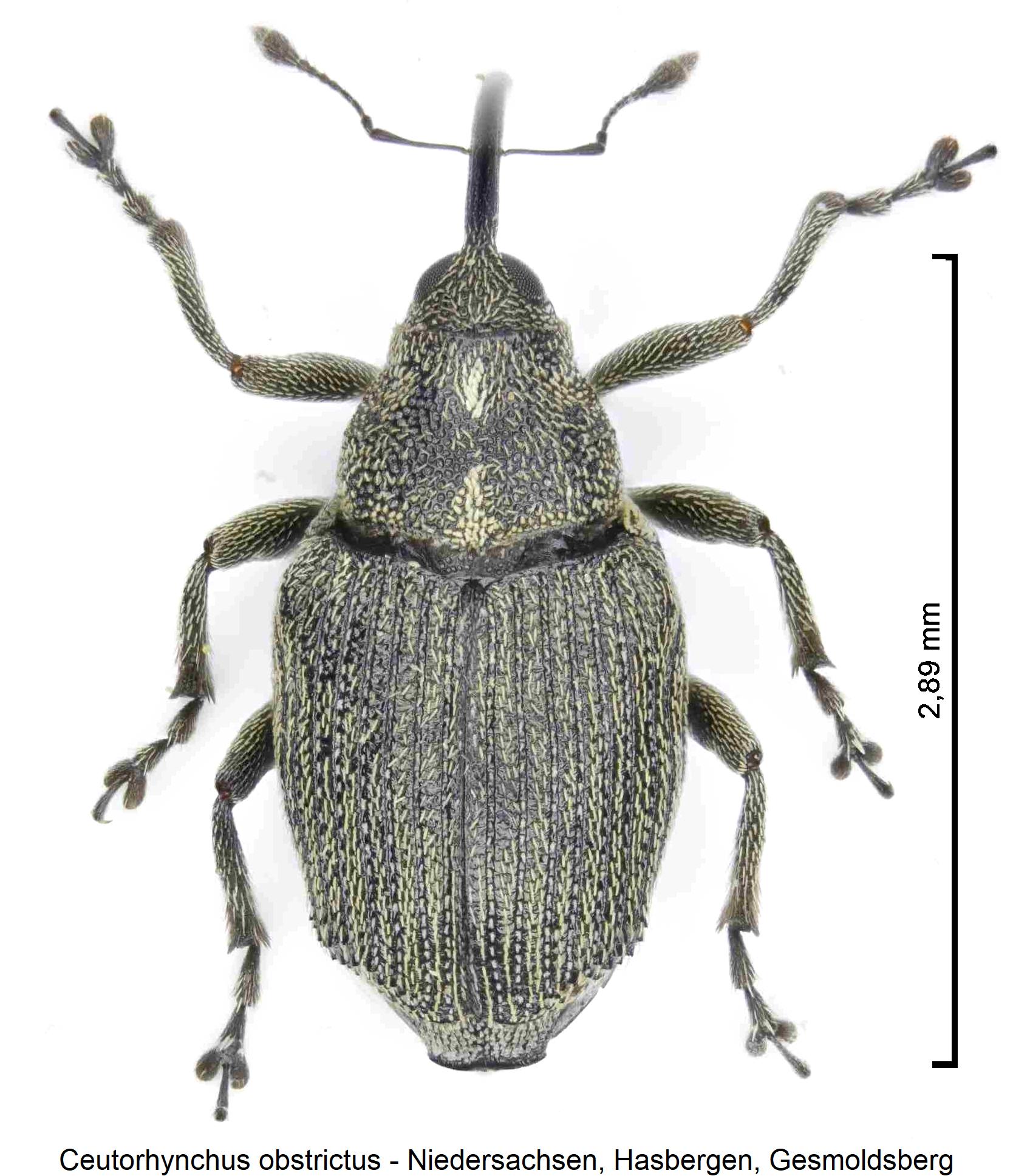 ceutorhynchus_obstrictus_hab1.jpg