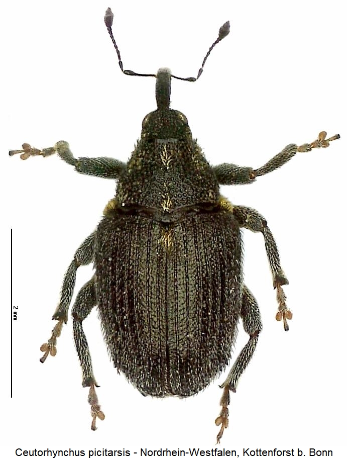 ceutorhynchus_picitarsis_hab.jpg