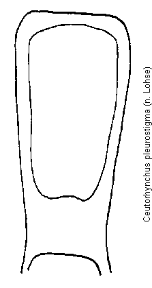 ceutorhynchus_pleurostigma.gif