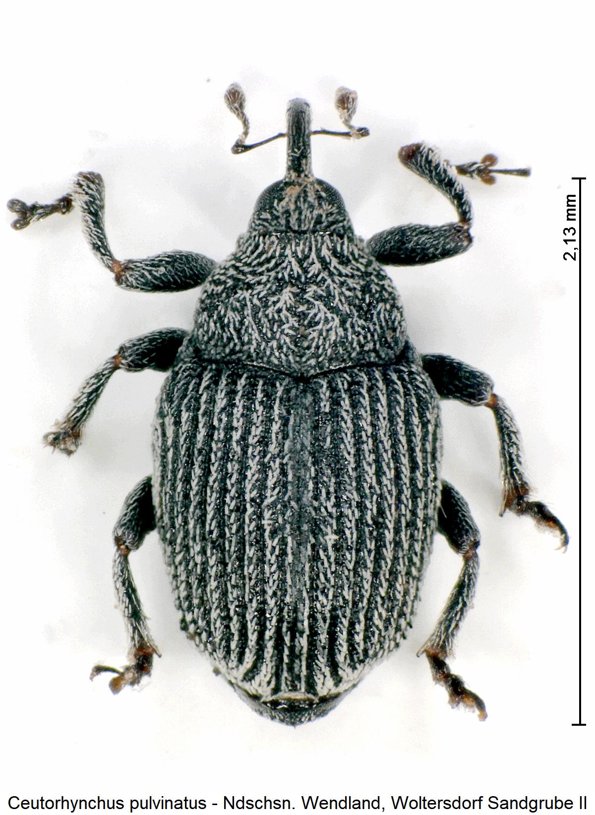 ceutorhynchus_pulvinatus_hab.jpg