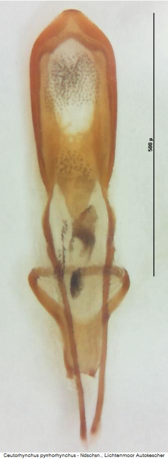 ceutorhynchus_pyrrhorhynchus.jpg