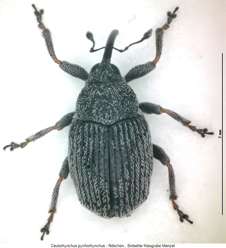ceutorhynchus_pyrrhorhynchus_hab.jpg