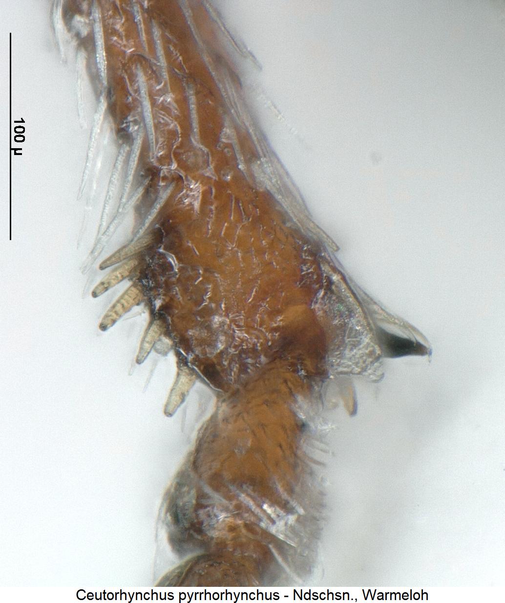 ceutorhynchus_pyrrhorhynchus_hschn.jpg