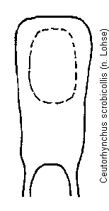 ceutorhynchus_scrobicollis.gif