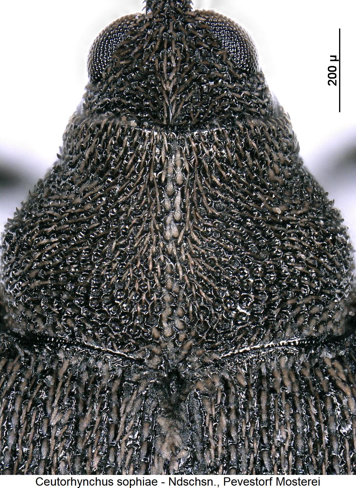 ceutorhynchus_sophiae_vk.jpg