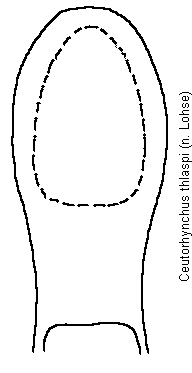 ceutorhynchus_thlaspi.gif