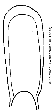 ceutorhynchus_wellschmiedi.gif