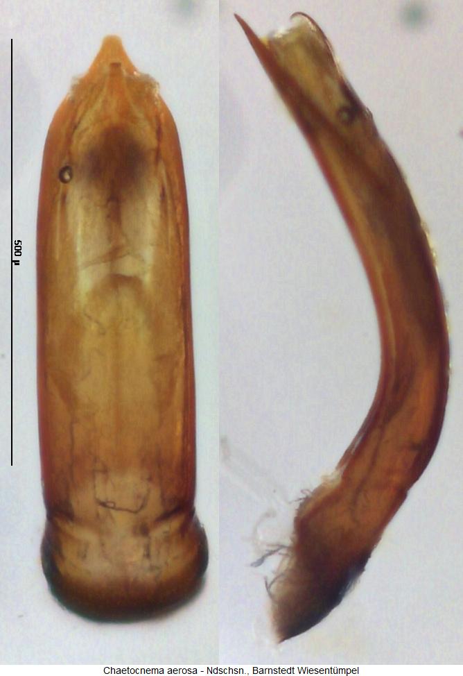 chaetocnema_aerosa1.jpg