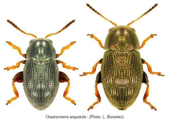 chaetocnema_angustula.jpg