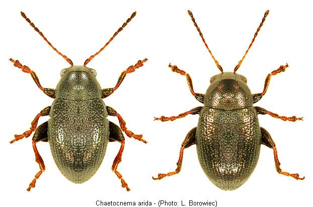chaetocnema_arida.jpg