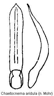 chaetocnema_aridula.gif