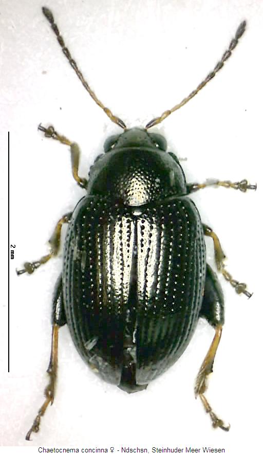 chaetocnema_concinna_hab.jpg