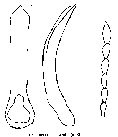 chaetocnema_laevicollis.gif