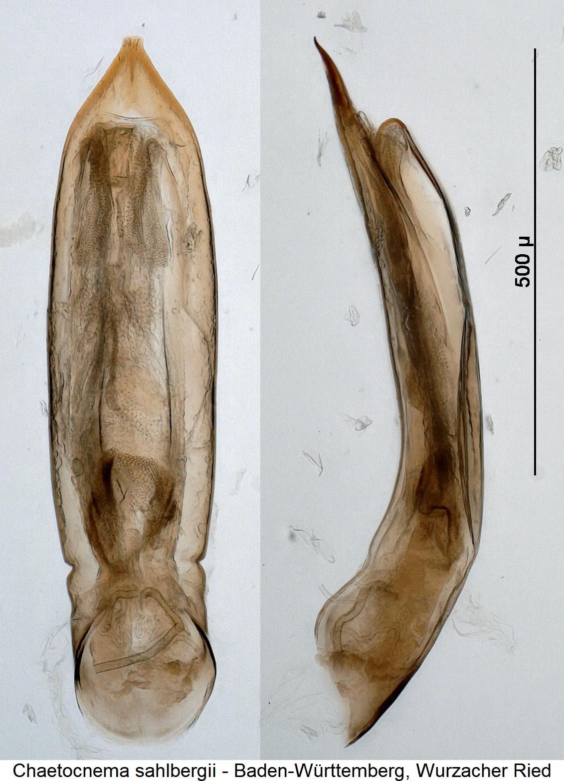 chaetocnema_sahlbergii.jpg