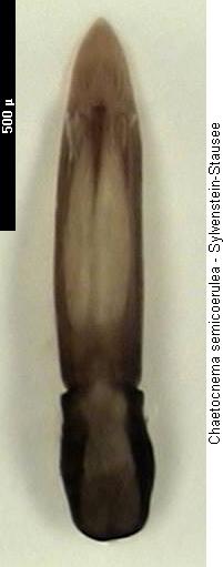 chaetocnema_semicoerulea.jpg