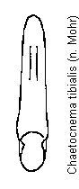 chaetocnema_tibialis.gif