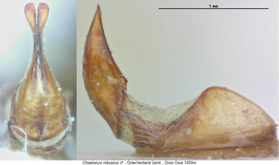 chaetonyx_robustus.jpg