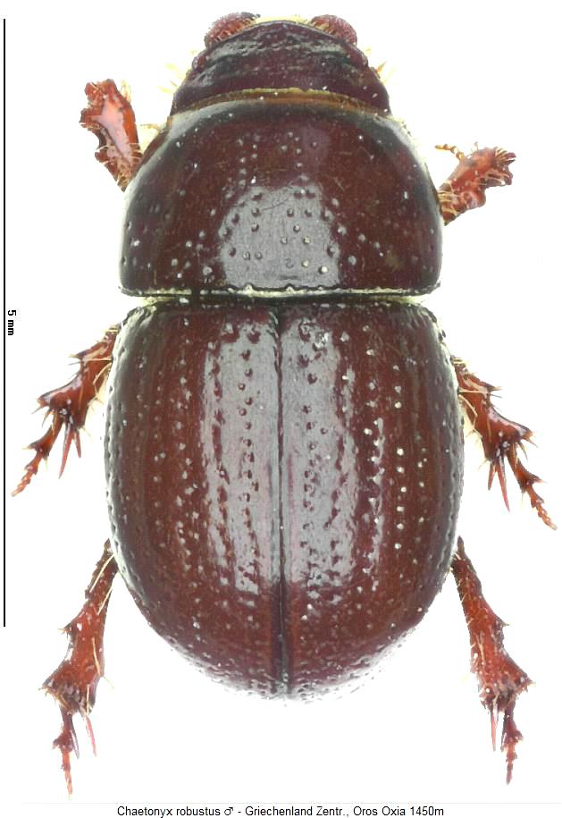 chaetonyx_robustus_hab.jpg