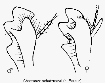 chaetonyx_schatzmayri_vschn.gif