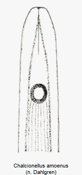 chalcionellus_amoenus-2.gif
