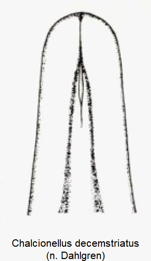 chalcionellus_decemstriatus.gif