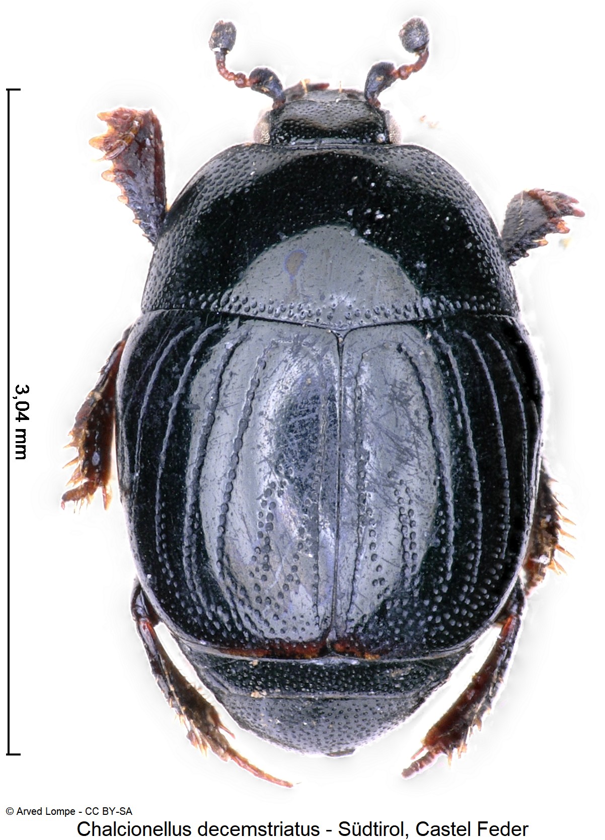 chalcionellus_decemstriatus_ck3438_hab.jpg