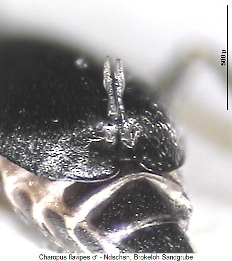 charopus_flavipes_fld.jpg