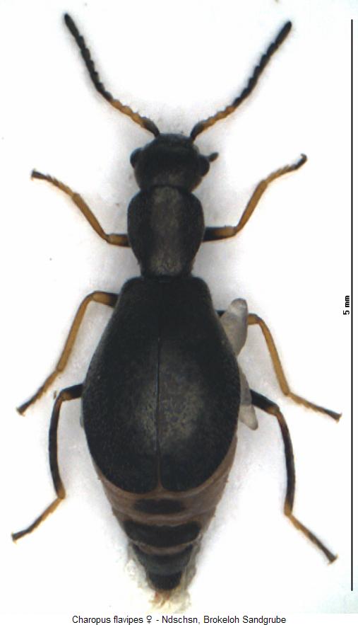 charopus_flavipes_w_hab.jpg