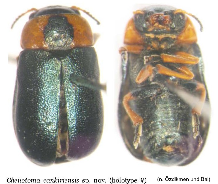 cheilotoma_cankiriensis.jpg