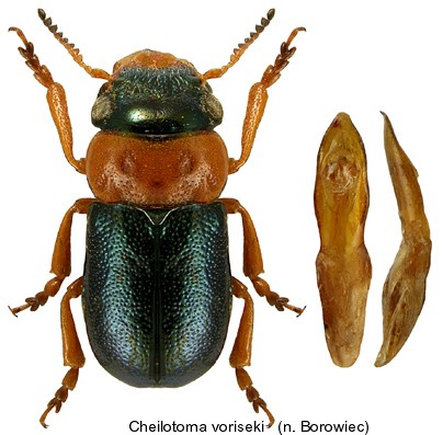 cheilotoma_voriseki.jpg