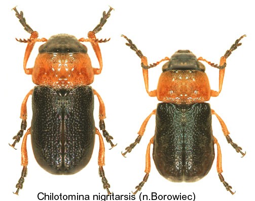 chilotomina_nigritarsis.jpg