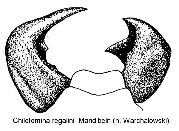 chilotomina_regalini_man.jpg