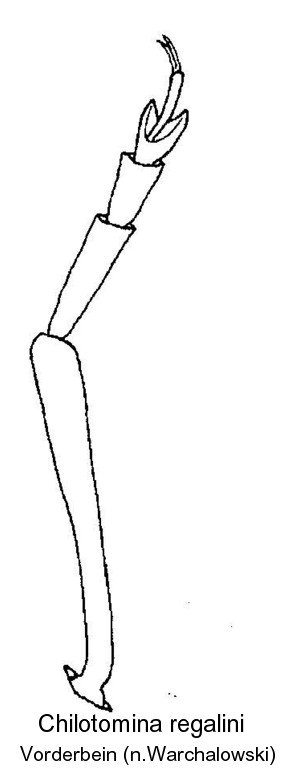 chilotomina_regalini_vb.jpg