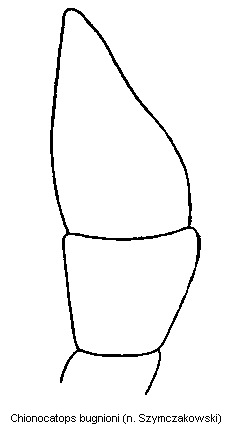 chionocatops_bugnioni_kfts.gif