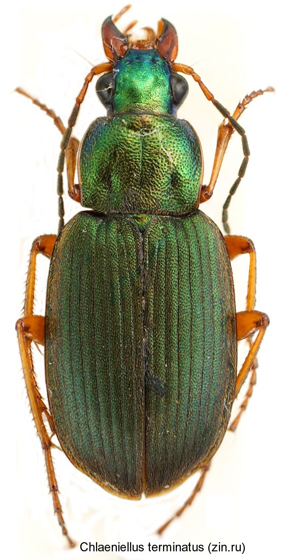 chlaeniellus_terminatus.jpg