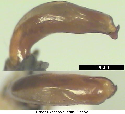 chlaenius_aeneocephalus.jpg
