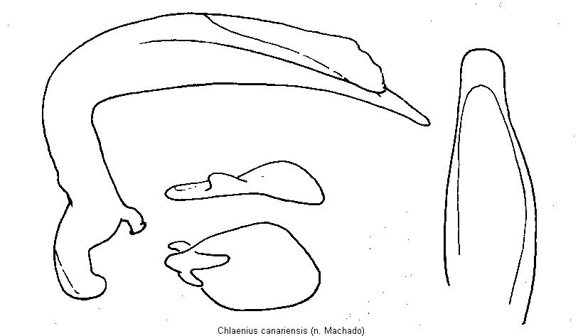 chlaenius_canariensis.gif