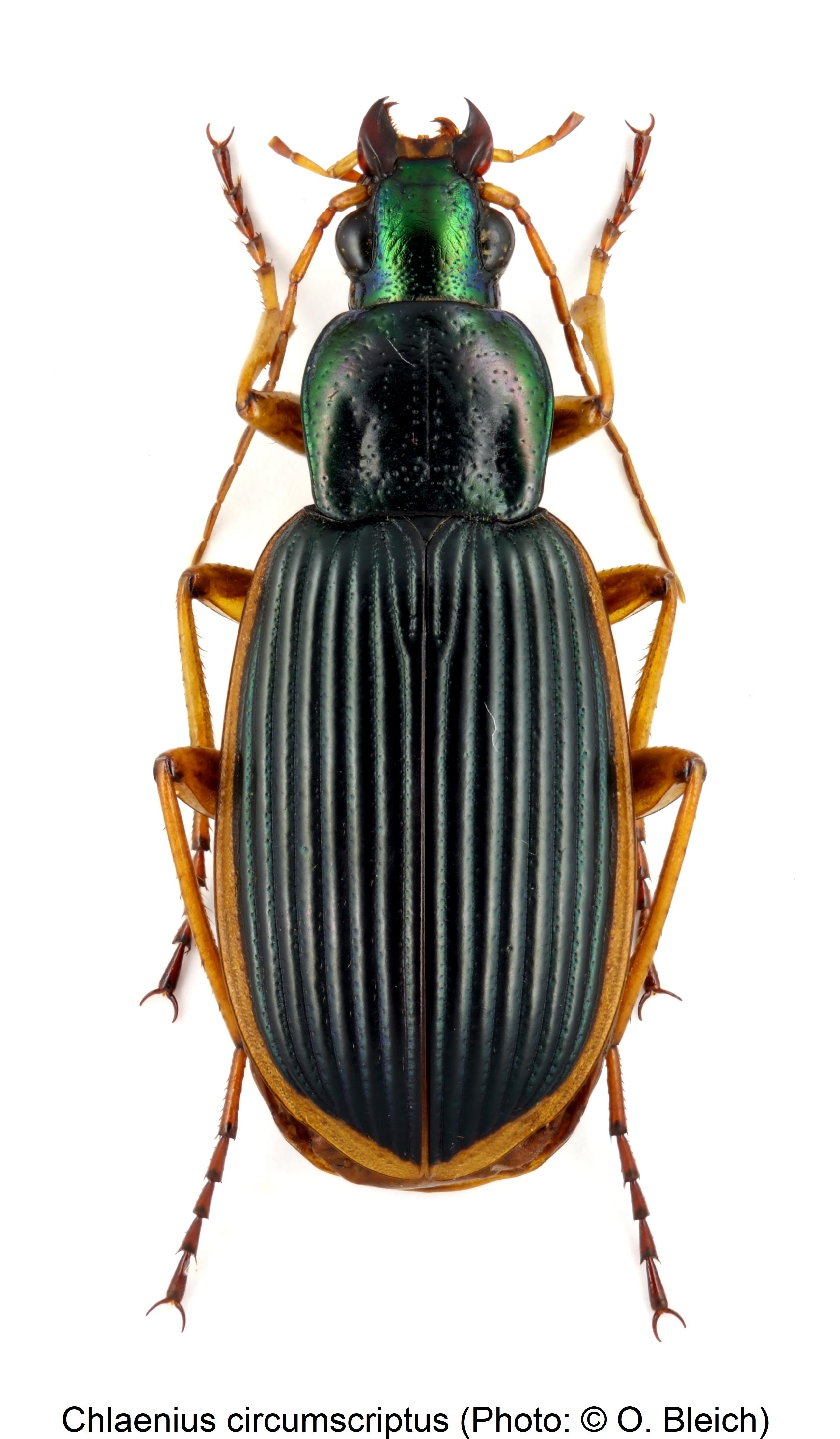 chlaenius_circumscriptus_hab.jpg