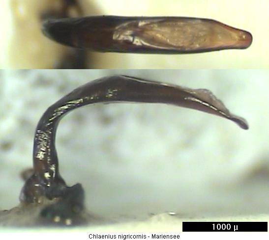 chlaenius_nigricornis.jpg
