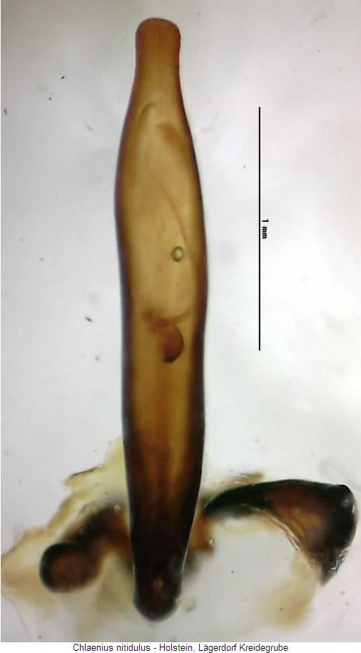 chlaenius_nitidulus.jpg